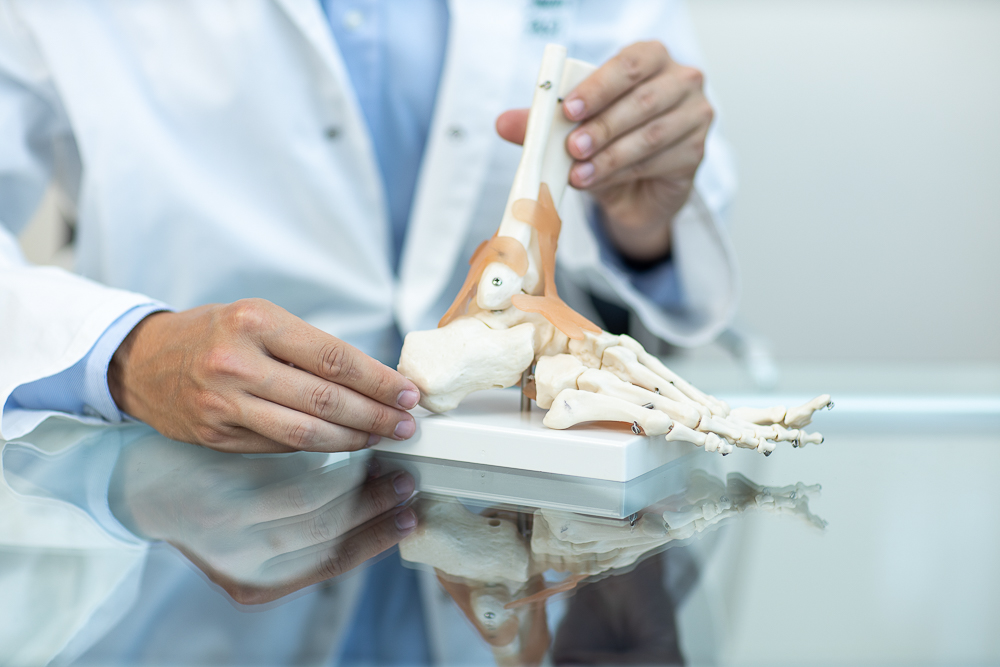 Orthopädisches Modell Fuß